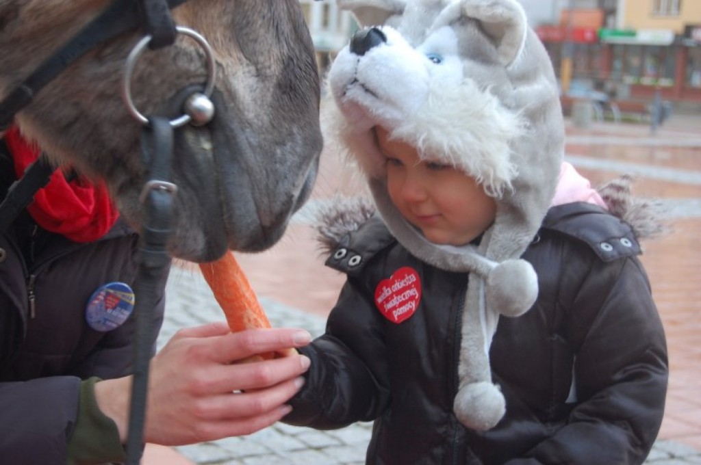Nowy przyjmuje marchewkę od uroczego Husky :)