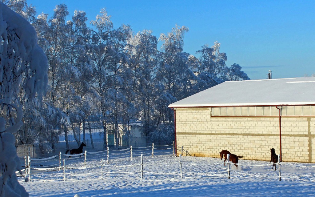 Z okna hotelowego pokoju będziecie mogli oglądać brykającą na tle krytej ujeżdżalni De Gaburę.