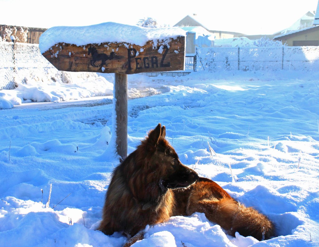 Gości niestrudzenie wypatruje zawsze czujny Lupusek.