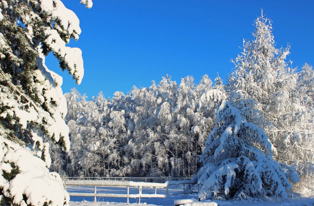 Waszym oczom ukaże się dziewicza biel dużej ujeżdżalni.