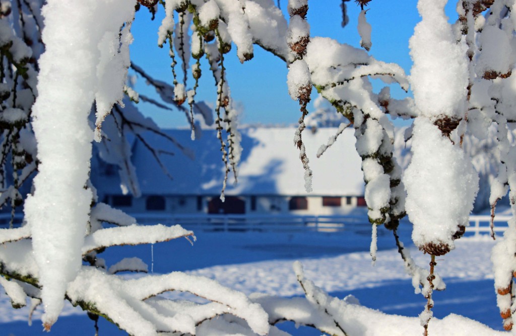 Między ośnieżonymi modrzewiami zamajaczy stajnia rekreacyjna.