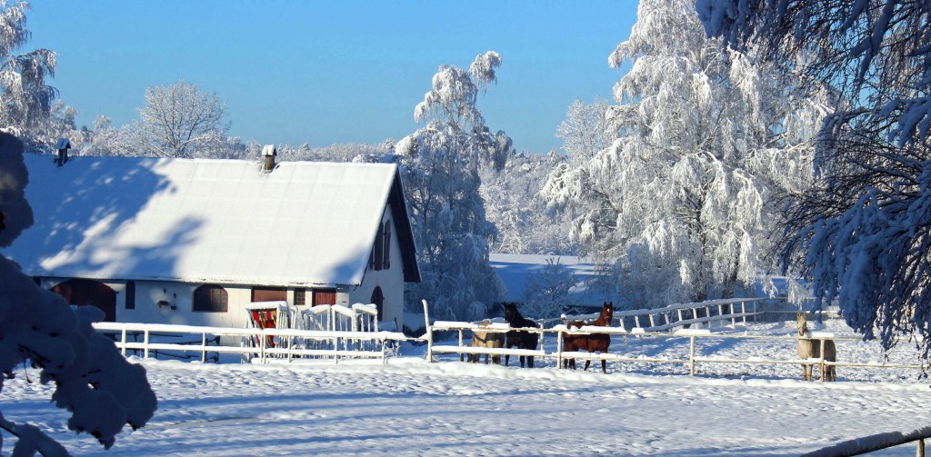 Nieco dalej, na małym padoku zobaczycie leniwie spacerujące konie.
